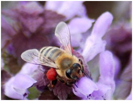 Фундаменталното значение на пчелите