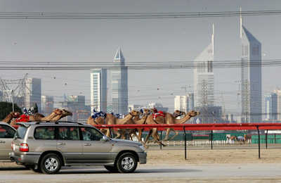 хубавата камила Басус