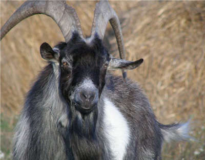 Козелът Хораций