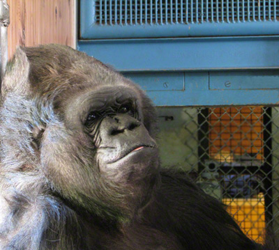 Горилата Коко