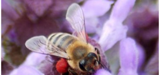 Фундаменталното значение на пчелите